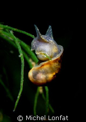 A lake Snail called "Limnée" - it is about 2 cm big. You ... by Michel Lonfat 
